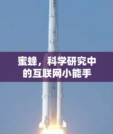 蜜蜂，科学研究中的互联网小能手